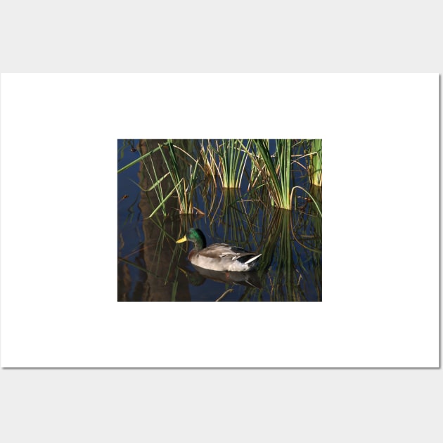 The Duck On The Pond At Papago Park Wall Art by KirtTisdale